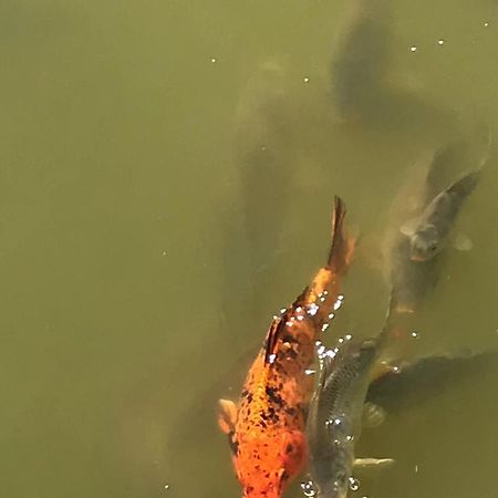 Domki Nad Stawem. Polańczyk Esterno foto